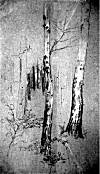 Etude de troncs d\ arbres